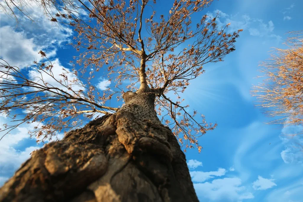 Albero crolla nel cortile di una scuola primaria: panico tra i ragazzi durante le attività estive.