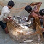 Commercio di animali acquatici e carne terrestre quasi paritario, secondo rapporto FAO.