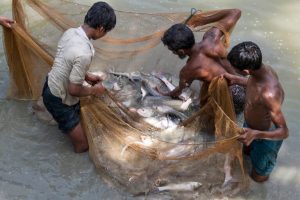 Commercio di animali acquatici e carne terrestre quasi paritario, secondo rapporto FAO.