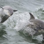 Crisi crescente degli oceani globali, ma miglioramenti nella governance, secondo rapporto dell’ONU.