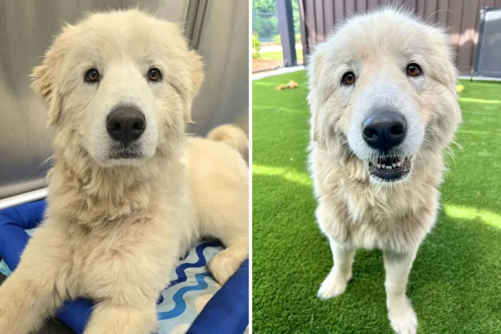 Cane di 32 kg cerca affetto dopo aver perso padrone e casa. Vuole coccole!