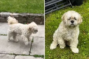 Cane con sintomi preoccupanti: padrone corre dal veterinario e scopre una dura verità.