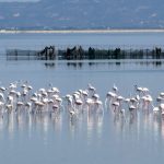 Rivoluzione Flamingo: fermare il resort sostenuto da Kushner nel delta albanese protetto