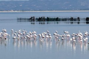 Rivoluzione Flamingo: fermare il resort sostenuto da Kushner nel delta albanese protetto