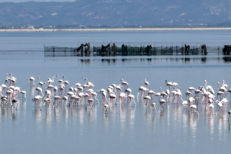 Rivoluzione Flamingo: fermare il resort sostenuto da Kushner nel delta albanese protetto