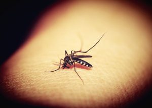 Dengue: l’OMS avvia ottimizzazione farmaci per velocizzare le cure pediatriche.