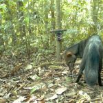 Il “cane fantasma” dell’Amazzonia svela l’importanza delle foreste intatte per la biodiversità.