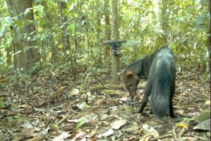 Il “cane fantasma” dell’Amazzonia svela l’importanza delle foreste intatte per la biodiversità.