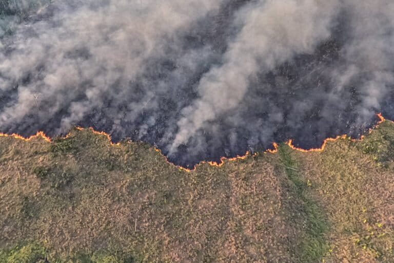 Allerta deforestazione in Brasile ai minimi storici da 2014, secondo i dati ufficiali.