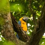 Rewilding Rio: Ripopolamento di una foresta vuota, restituendo la vita un ecosistema alla volta.