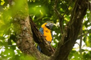Rewilding Rio: Ripopolamento di una foresta vuota, restituendo la vita un ecosistema alla volta.