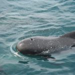Le balene pilota non si sentono a causa del rumore delle navi nello Stretto di Gibilterra.