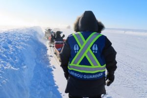 Espansione delle strade artiche in Canada: i guardian indigeni studiano il caribù.