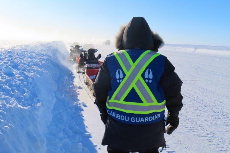 Espansione delle strade artiche in Canada: i guardian indigeni studiano il caribù.
