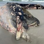 Aumento del rischio di collisioni con balene per la navigazione internazionale attorno al Sudafrica.