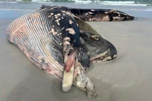 Aumento del rischio di collisioni con balene per la navigazione internazionale attorno al Sudafrica.