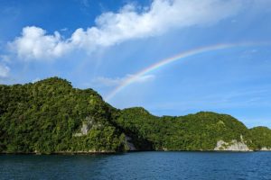 Rimozione dei ratti in un’isola porta a un notevole recupero di natura terrestre e marina.
