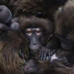 Gelada: i primati si abbracciano per scaldarsi nel freddo. Foto della settimana.