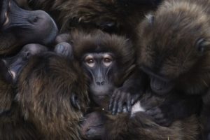 Gelada: i primati si abbracciano per scaldarsi nel freddo. Foto della settimana.