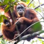 Frane causate dal clima hanno ucciso circa 58 orangotanghi Tapanuli, secondo uno studio.