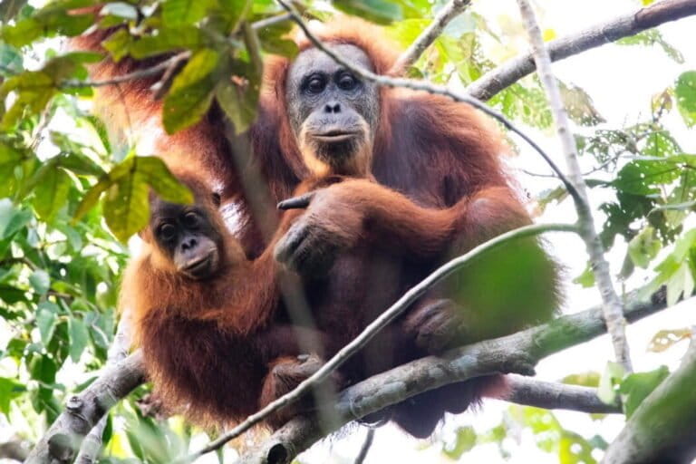 Frane causate dal clima hanno ucciso circa 58 orangotanghi Tapanuli, secondo uno studio.