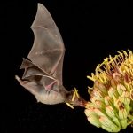 Chirotteri impollinatori: il segreto del tequila nella foto della settimana.