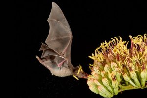Chirotteri impollinatori: il segreto del tequila nella foto della settimana.