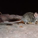 Nuova specie di marsupiale riscoperta dopo vent’anni grazie ai campioni museali.