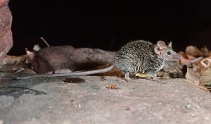 Nuova specie di marsupiale riscoperta dopo vent’anni grazie ai campioni museali.
