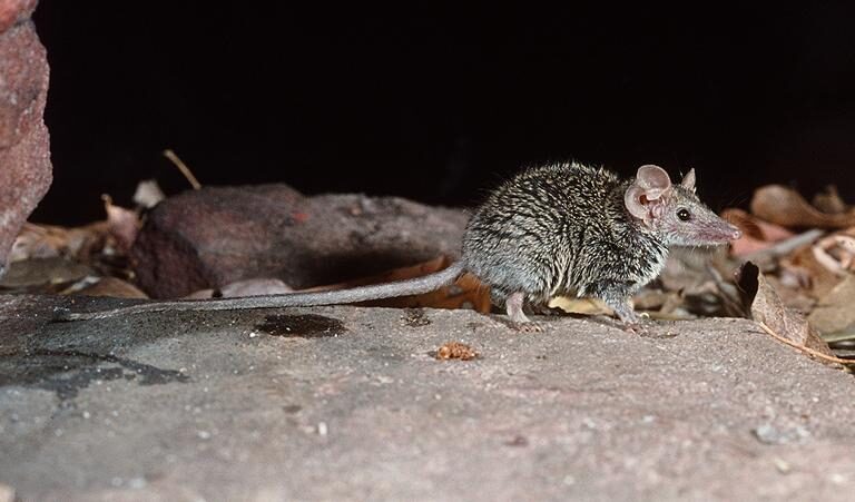 Nuova specie di marsupiale riscoperta dopo vent’anni grazie ai campioni museali.