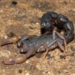 Autorità sudafricane bloccano tratta di 150 scorpioni velenosi e arrestano un uomo.