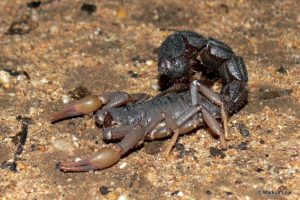 Autorità sudafricane bloccano tratta di 150 scorpioni velenosi e arrestano un uomo.