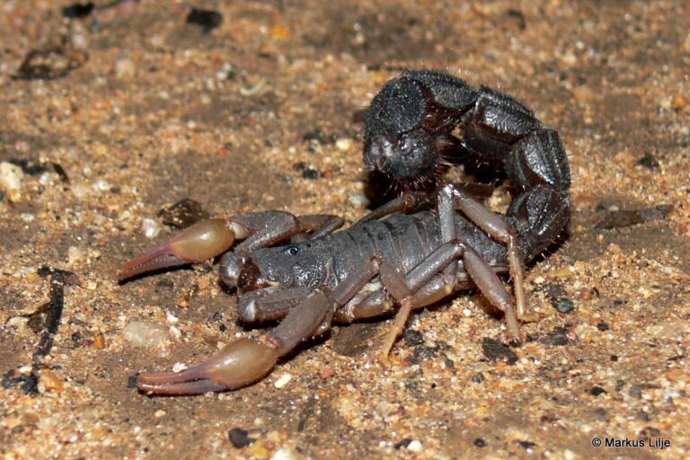 Autorità sudafricane bloccano tratta di 150 scorpioni velenosi e arrestano un uomo.
