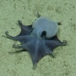 Nuovo polpo blu grande come una pallina da golf scoperto alle Isole Galápagos.