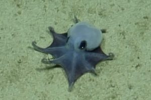 Nuovo polpo blu grande come una pallina da golf scoperto alle Isole Galápagos.