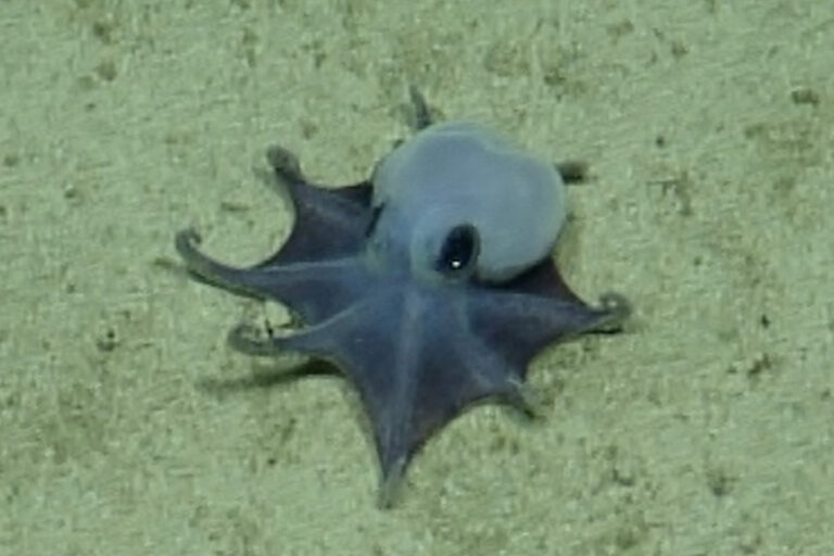 Nuovo polpo blu grande come una pallina da golf scoperto alle Isole Galápagos.