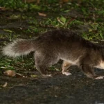 Il tasso della Borneo: simbolo di conservazione per l’ecosistema dell’isola?