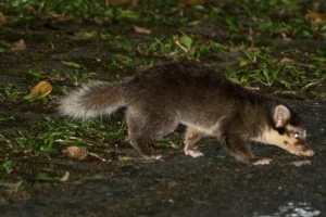 Il tasso della Borneo: simbolo di conservazione per l’ecosistema dell’isola?