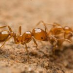 Tiwi Rangers estirpano formiche tropicali invasive sull’isola di Melville in Australia.