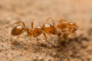 Tiwi Rangers estirpano formiche tropicali invasive sull’isola di Melville in Australia.