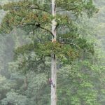 Scoperta la sequoia più alta di Taiwan grazie alla scienza partecipativa dei cittadini.