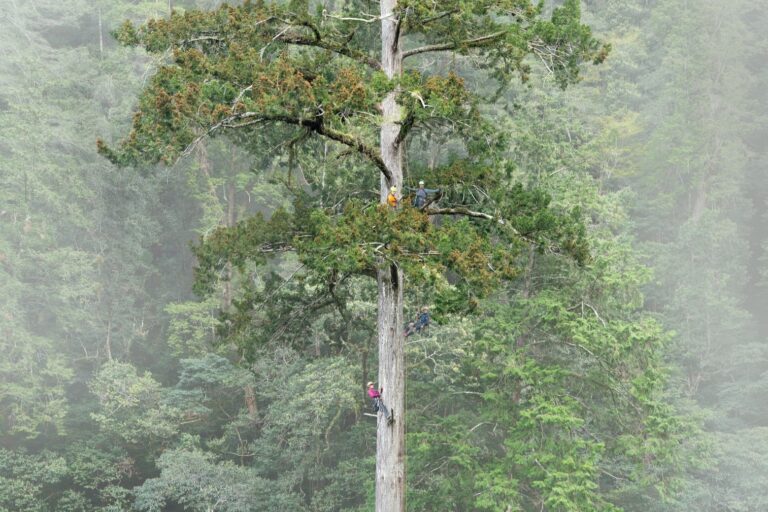 Scoperta la sequoia più alta di Taiwan grazie alla scienza partecipativa dei cittadini.