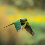 Agricoltori nepalese: difficoltà nell’ottenere aiuti per danni da fauna selvatica alle coltivazioni.