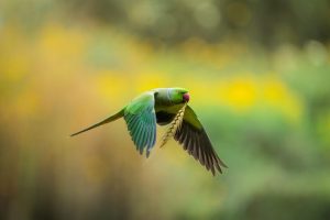 Agricoltori nepalese: difficoltà nell’ottenere aiuti per danni da fauna selvatica alle coltivazioni.