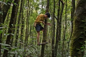 Piano di reintroduzione dei tigri del Bengala in Cambogia suscita dubbi e discussioni.
