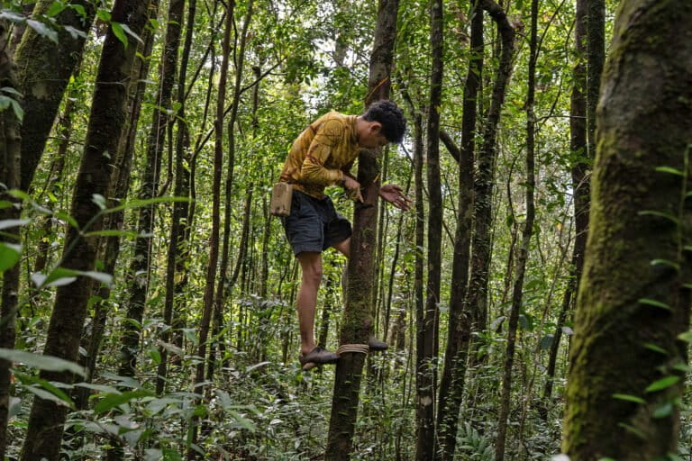 Piano di reintroduzione dei tigri del Bengala in Cambogia suscita dubbi e discussioni.
