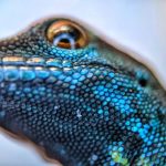 Divieto di commercio e conservazione locale: la salvezza del brillante geco blu