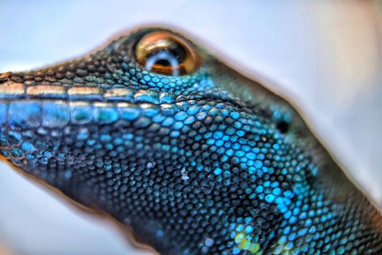 Divieto di commercio e conservazione locale: la salvezza del brillante geco blu