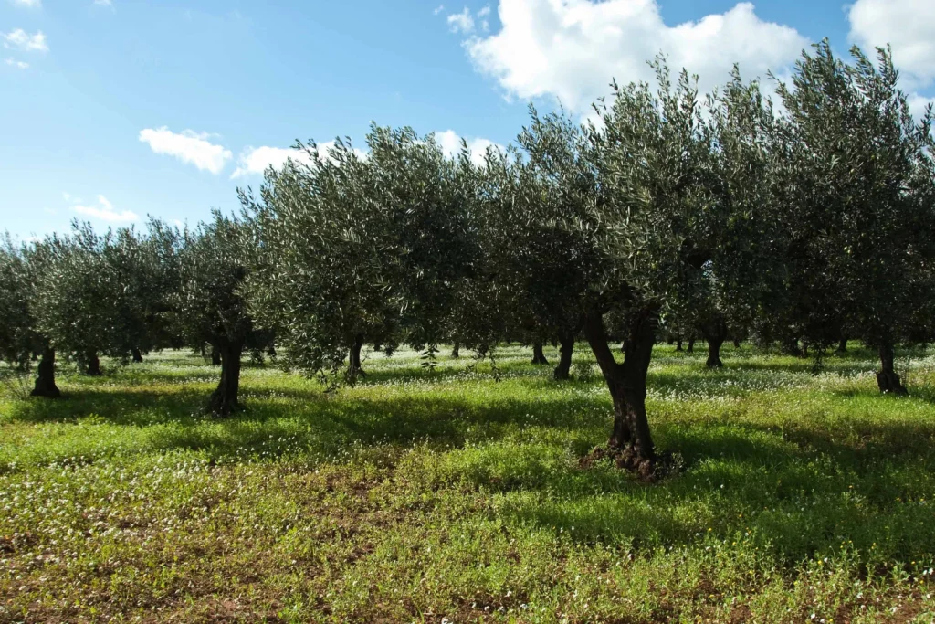 Ambiente: siccità e temperature estreme mettono alla prova l’agricoltura mediterranea