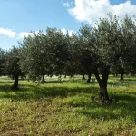Ambiente: siccità e temperature estreme mettono alla prova l’agricoltura mediterranea